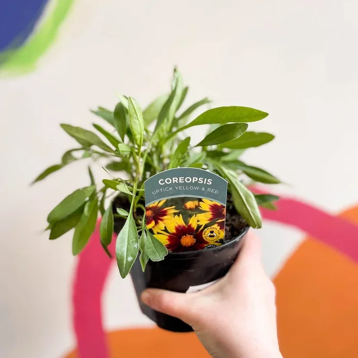 Tickseed – Coreopsis ‘Uptick Yellow & Red’ UK Grown