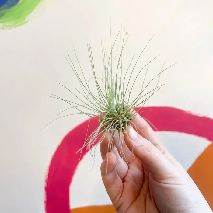 Tillandsia argentea – Air Plant