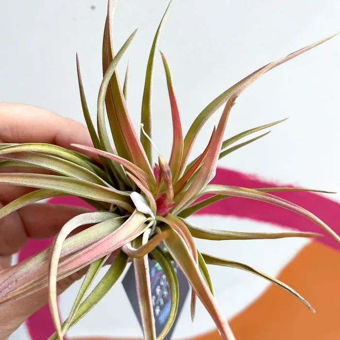 Tillandsia harrisii – Air Plant