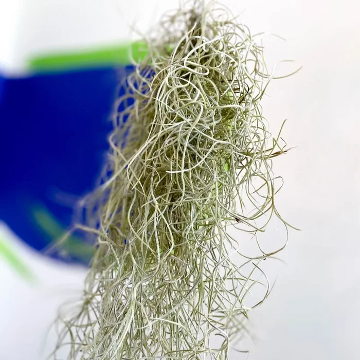 Tillandsia usneoides – Spanish Moss