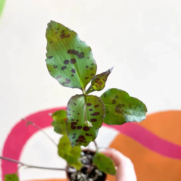 Tinantia pringlei – Welsh Grown