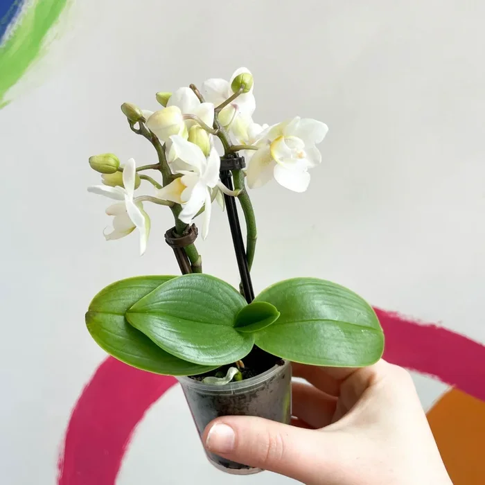 Tiny White Moth Orchid – Phalaenopsis