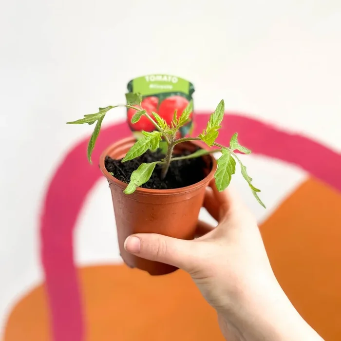 Tomato (Cordon) – Solanum lycopersicum ‘Alicante’ – British Grown