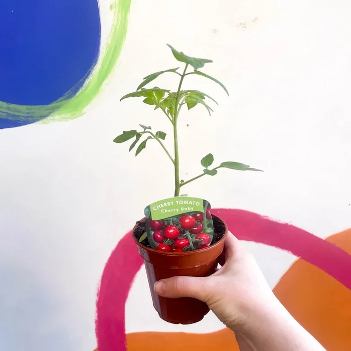 Tomato (Cordon) – Solanum lycopersicum ‘Cherry Baby’ – British Grown