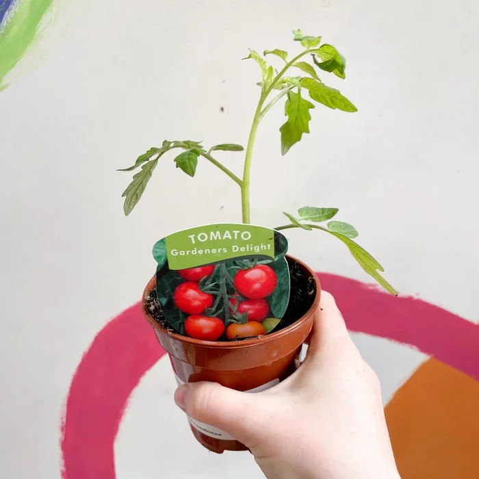 Tomato (Cordon) – Solanum lycopersicum ‘Gardeners Delight’ – British Grown