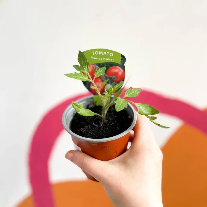 Tomato (Cordon) – Solanum lycopersicum ‘Moneymaker’ – British Grown