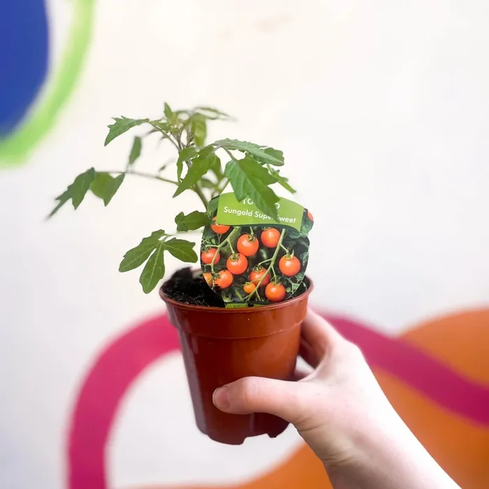 Tomato (Cordon) – Solanum lycopersicum ‘Sungold SuperSweet’ – British Grown