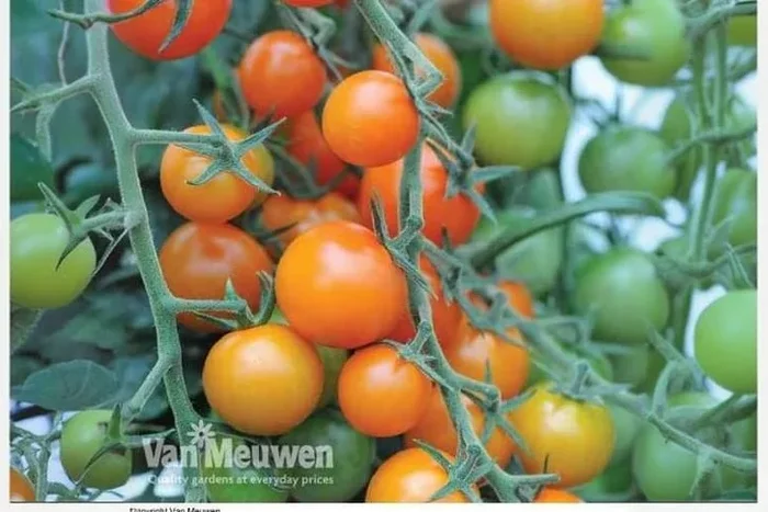 Tomato Sungold Plants – 3 or 6 Pack