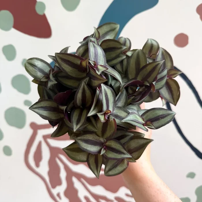 Tradescantia zebrina ‘Silver Sicilian’ – Silver Inch Plant