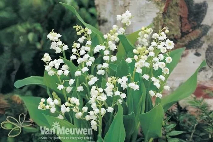 Transform Your Garden: Up to 24 Exquisite Lily of the Valley Plants