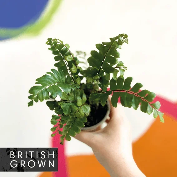 Tree Maidenhair Fern – Didymochlaena truncatula – British Grown