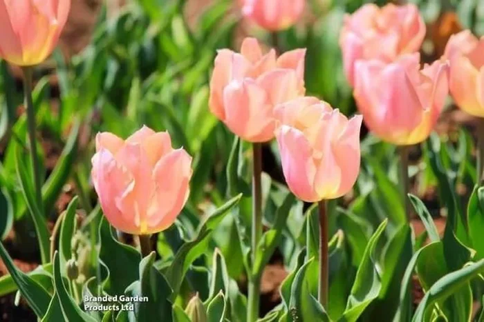 Tulip ‘Apricot Beauty’ Flowering Bulbs – Peach Triumph Tulips for Borders & Containers