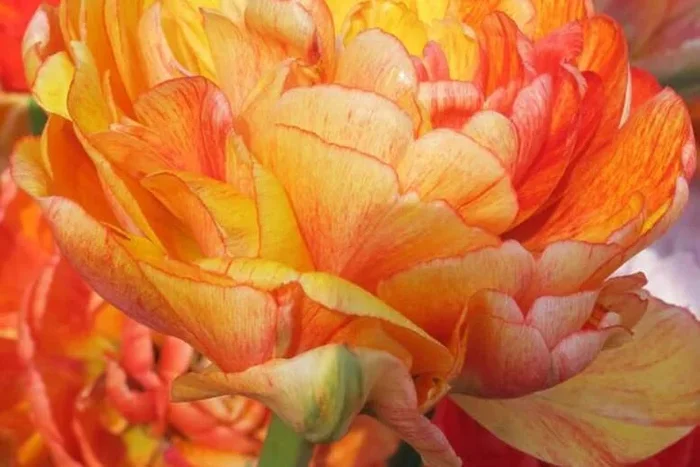 Tulip ‘Big Giant’ Bulbs – Double-Flowered, Peony-Style, 60cm Tall