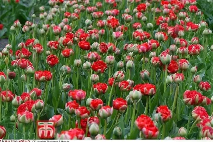 Tulip ‘Boombastic Red’ Bulbs – Peony-Flowered, Compact, Hardy Spring Perennial