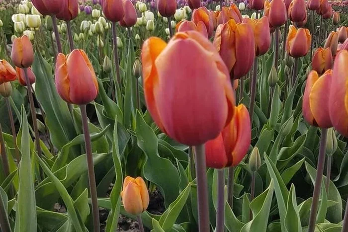 Tulip ‘Bronze Perfection’ Bulbs – Fragrant Flowering Perennial, 50cm Tall