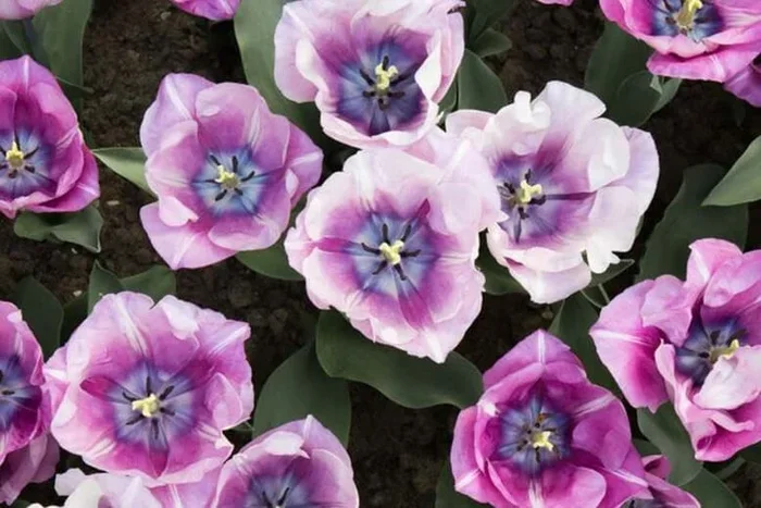 Tulip ‘Carre’ Flowering Bulbs – Lilac-Purple Spring Blooms (Up to 32 Pack)