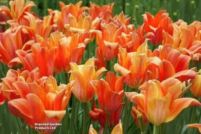 Tulip ‘El Nino’ Flowering Bulbs – Spring-Flowering Perennial, 8 or 16 Pack