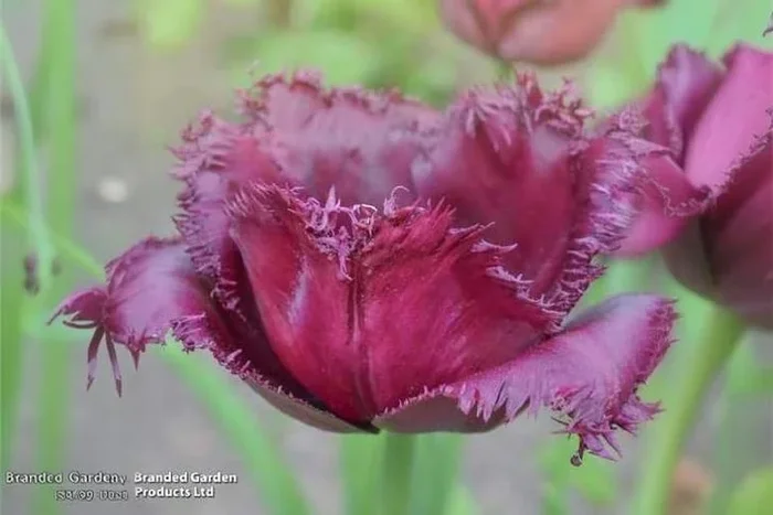 Tulip ‘Gorilla’ Bulbs – Fringed, Late Spring Flowering, 50cm Tall