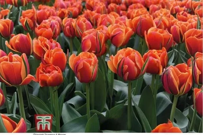 Tulip ‘Queensday’ Double Flowering Bulbs – Peony-Style, Fragrant, 45cm