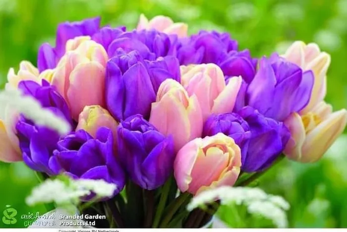 Tulip Bulb Collection – Magic Lavender & Mango Charm, Spring Flowering, 45cm Tall