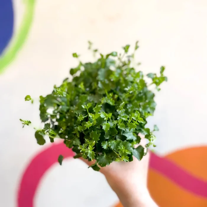 Tussock Bellflower – Campanula carpatica ‘Spring Bell Blue’ – British Grown