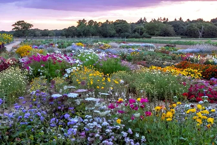 Up to 144 Vibrant and Blossoming Re-flowering Perennials