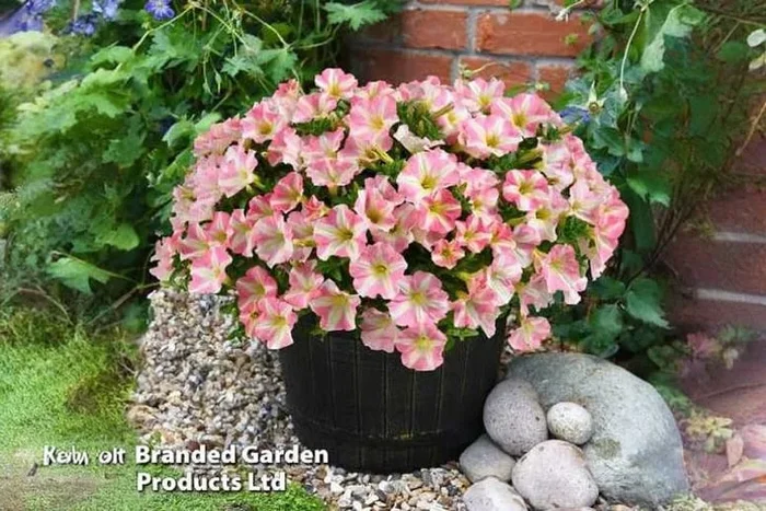 Up to 20 Petunia Amore Pink Princess – Bloom Like Royalty!