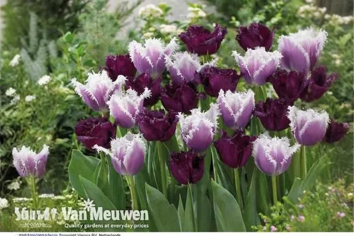 Up to 64 Enchanting Tulip Black Cherry Frost Bulbs