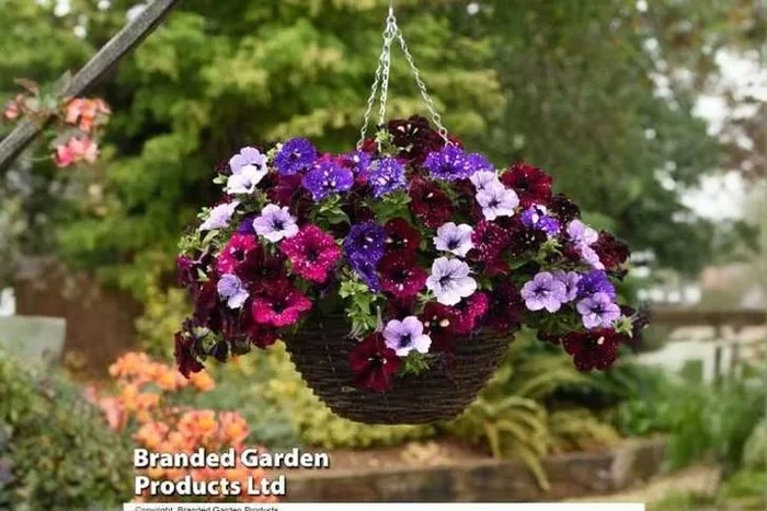 Upto 12 Petunia ‘Sky Mix’ Plants