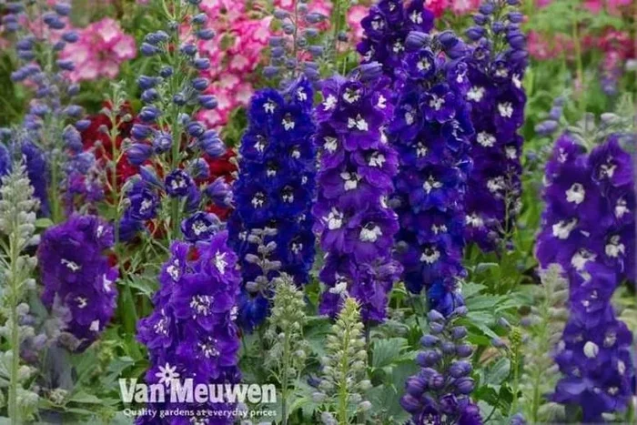 Upto 3 Delphinium Magic Fountain Plants