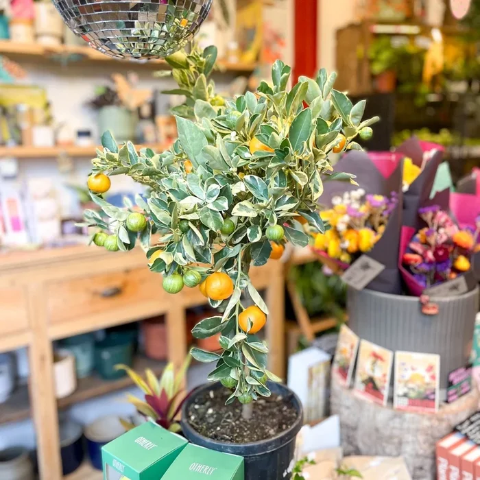 Variegated Calamondin Orange – Citrus × microcarpa ‘Variegata’