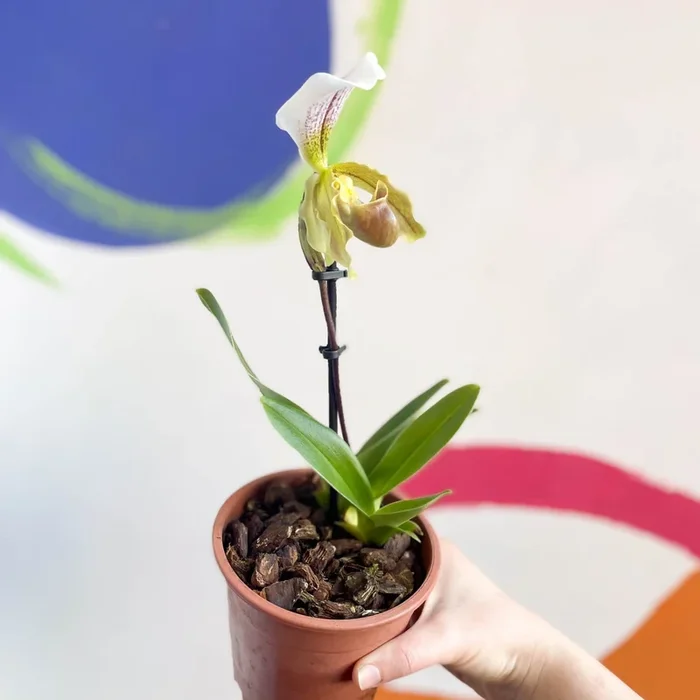 Venus Slipper Orchid – Paphiopedilum