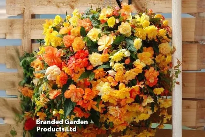 Vibrant Begonia ‘Apricot Shades’ – Up to 20 Plants