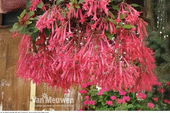Vibrant Fuchsia ‘Eruption’ – Up to 10 Dazzling Postiplugs