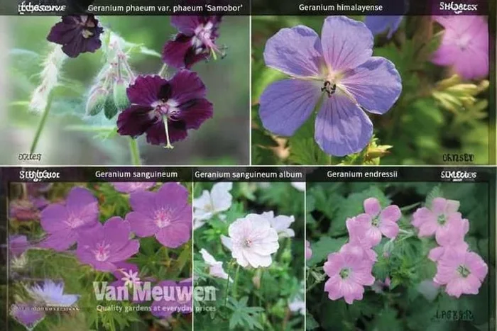Vibrant Geranium Mix – Your Garden’s Splash of Color