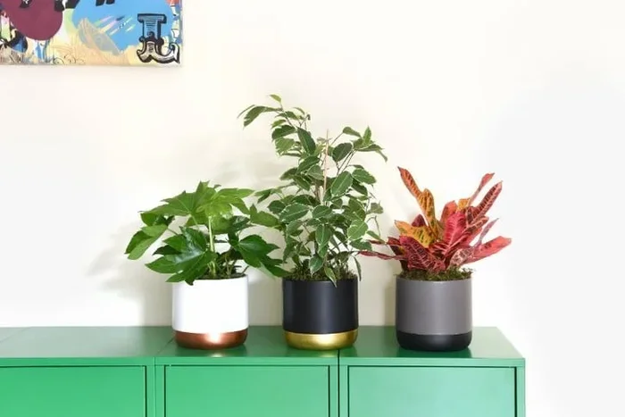 Vibrant Scandi Houseplant Collection – Transform Your Home with Green Elegance