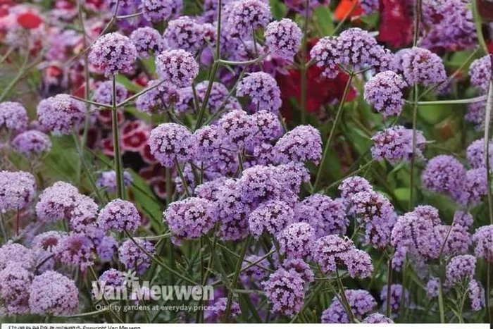 Vibrant Verbena Bonariensis: Transform Your Garden with Up to 30 Plants!