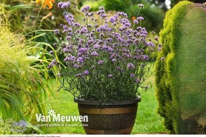 Vibrant Verbena Royal Dreams – Up to 6 Plants