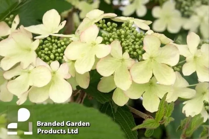 Viburnum Kilimanjaro Sunrise Flowering Shrub – RHS Award Winner