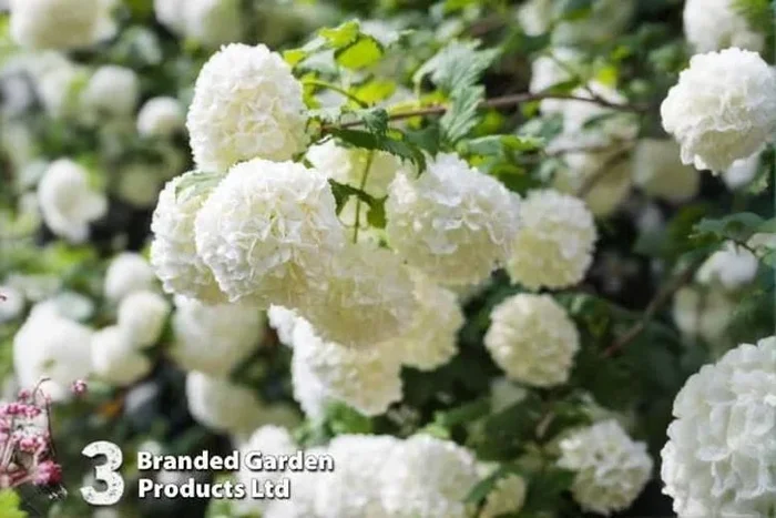 Viburnum Opulus Roseum Snowball Tree Flowering Shrub – 3.6L Pot, Hardy, 4m Mature Height