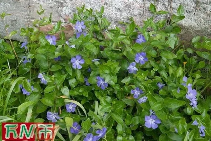 Vinca minor ‘Bowles’ – Evergreen Flowering Ground Cover Perennial (1, 2 or 3 x 9cm Pots)