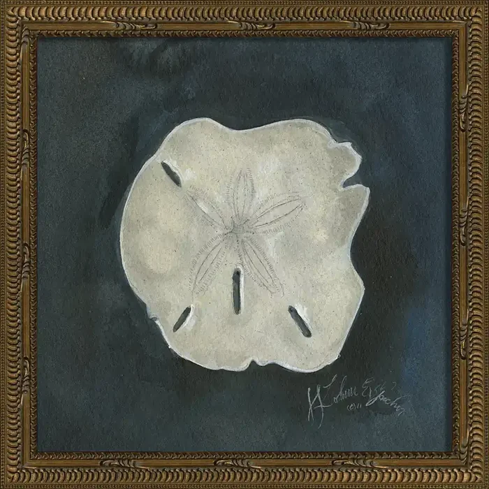 Vintage Seashell VII Framed Print 13″ x 13″