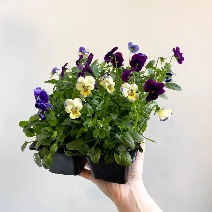 Viola – Lucky Dip Pansy 6 Pack – British Grown