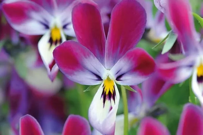 Viola ‘Bunny Ears’ Flowering Plug Plants – Edible, Compact & Colourful