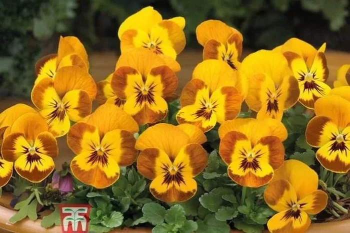 Viola Sorbet HoneyBee Flowering Plug Plants – Up to 72 Hardy Bedding Plants