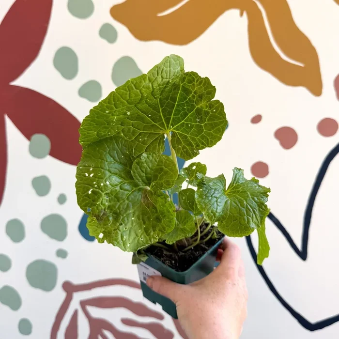 Wasabi Japonica ‘Mephisto Green’ – Cotswolds Grown Culinary Herbs