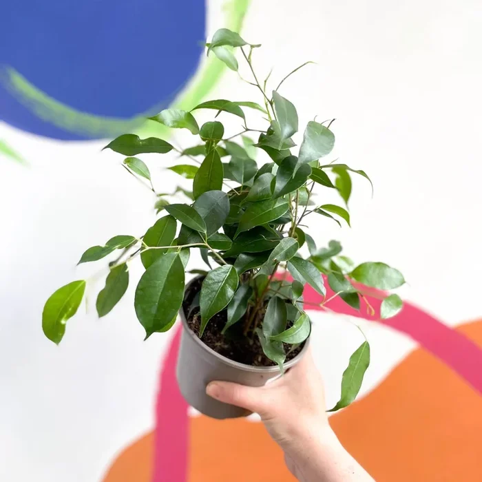 Weeping Fig – Ficus benjamina ‘Exotica’- British Grown