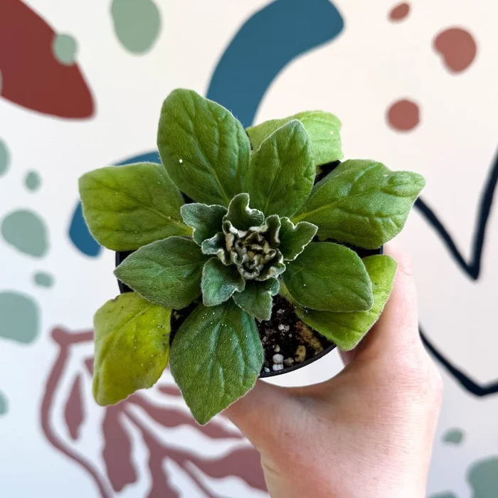 Whirlpool Plant – Petrocosmea ‘Asa Blue’ – Welsh Grown