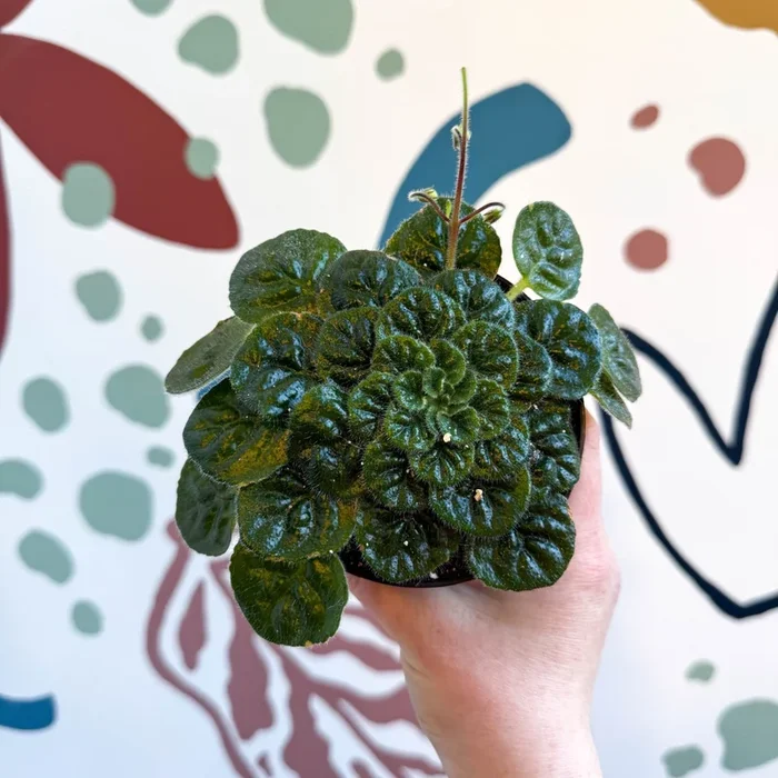 Whirlpool Plant – Petrocosmea ‘Currant Bun’ – Welsh Grown