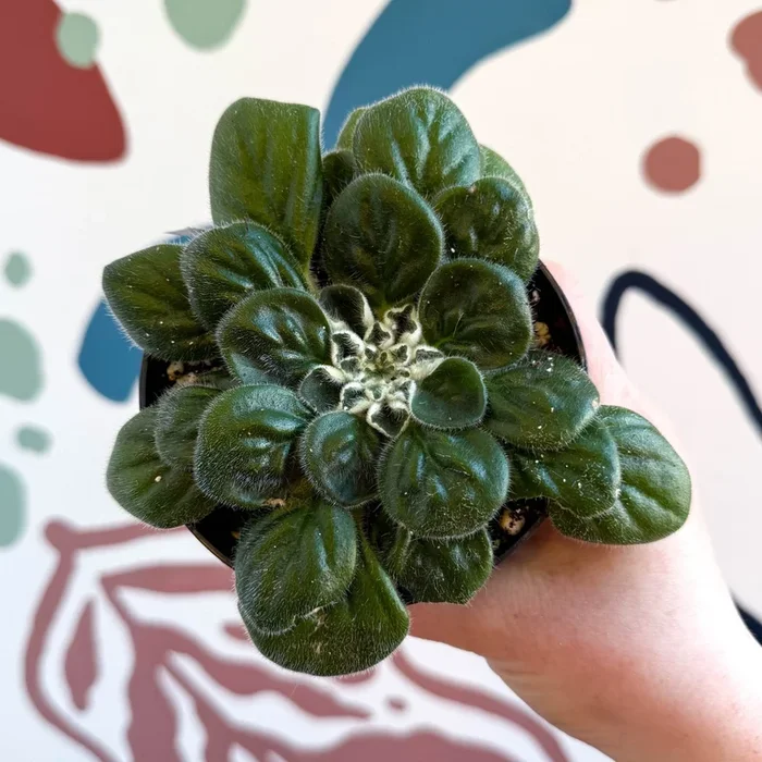 Whirlpool Plant – Petrocosmea ‘Glasgow Kiss’ – Welsh Grown